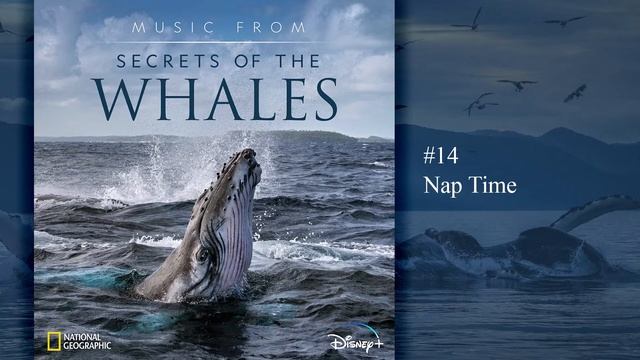 Music from Secrets of the Whales - Nap Time (Soundtrack by Raphaelle Thibaut) смотреть онлайн