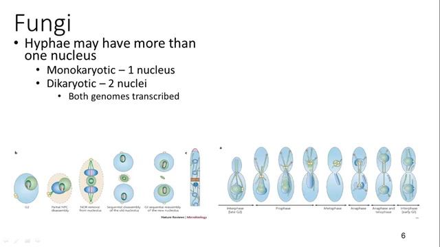 Fungi смотреть онлайн