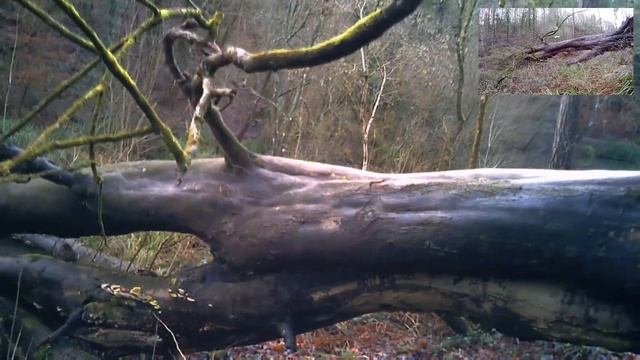 Abbots Pool Woods - Syma threading the branches 200115 смотреть онлайн