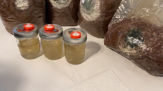 Contamination in Shiitake Blocks and Cultures смотреть онлайн