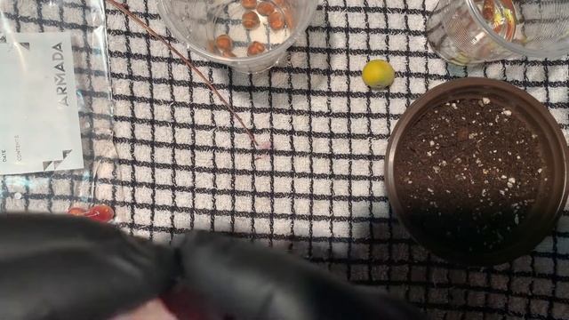 Mail call, Grimal and yellow jaboticaba fruit and Black Pitanga смотреть онлайн