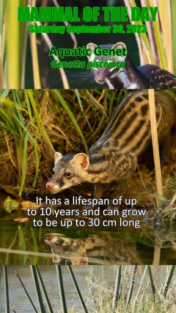 2023-09-30 Aquatic Genet смотреть онлайн