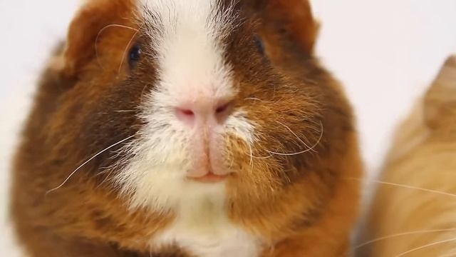 ГРИБЫ – ТАЕТ ЛЁД ПАРОДИЯ