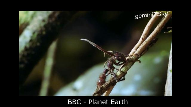 Félelmetes természet - Cordyceps fungi HD смотреть онлайн