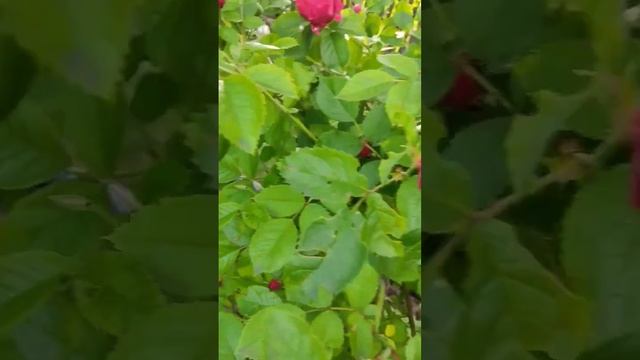 Как спасти розы? смотреть онлайн