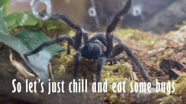 The Tarantula Song || Reptile Raps смотреть онлайн