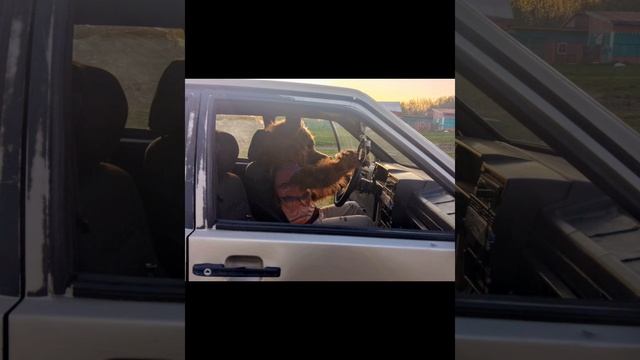 Фотосессия в фурсьюте гиены🤎 смотреть онлайн