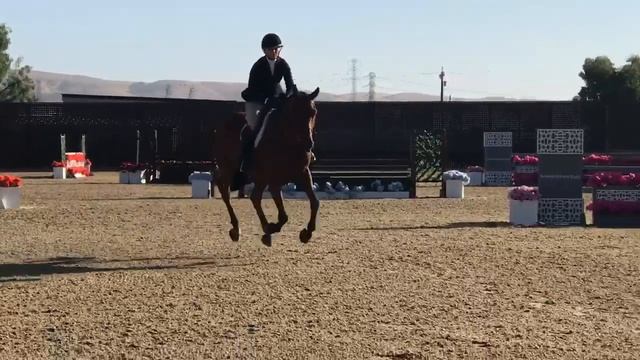 Ladybird Sonoma Horse Park - 3' Green Hunters смотреть онлайн