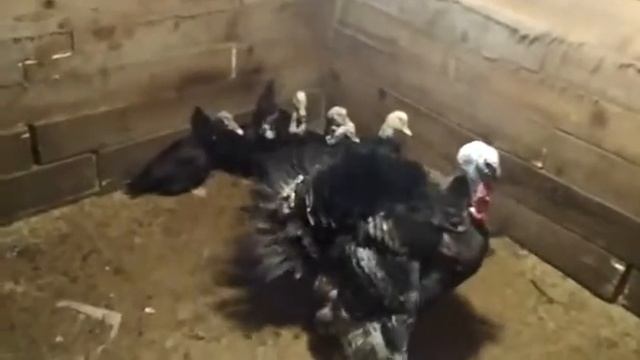 Танцующий индюк смотреть онлайн