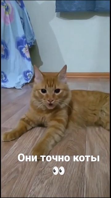 Кошачья зарядка 😁🥁 смотреть онлайн
