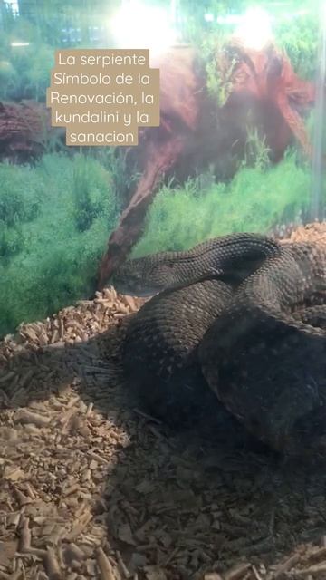 La serpiente arquetipo Munay Ki смотреть онлайн