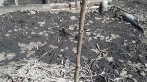 2018 год.Обход молодых саженцев. Персик вымерз