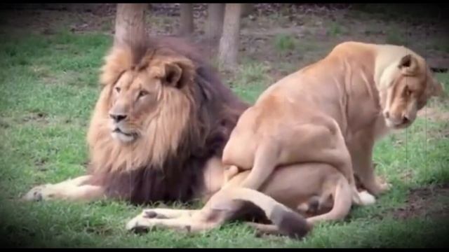 Лев и Львица смотреть онлайн