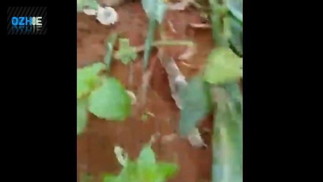 Menemukan Barang Yang Satu Ini Seperti Menemukan Harta Karun ( Jamur Barat )