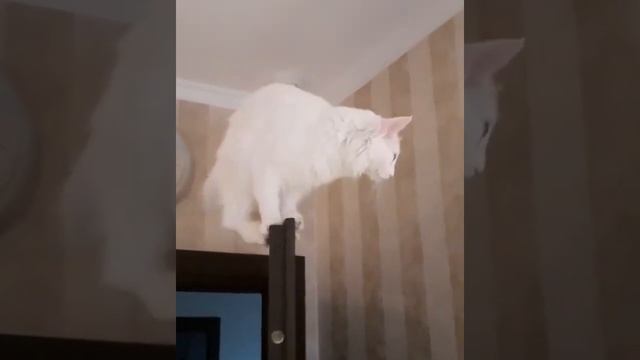 Белоснежный турецкий котёнок ангора смотреть онлайн