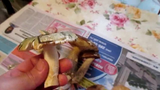 MVI 0133 ЗНАКОМИМСЯ С ОПЯТАМИ! смотреть онлайн