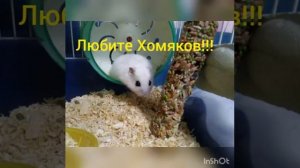 Музыка для хомяка!!! (ОТ ДУШИ)