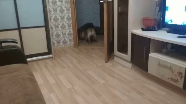 Динозавры не вымерли! смотреть онлайн