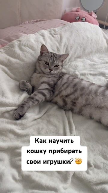 Кошачьи игры #cat #cute #like #cats #кошка #trend #кошки #shorts #trend #кошки #шортс #тренд смотреть онлайн