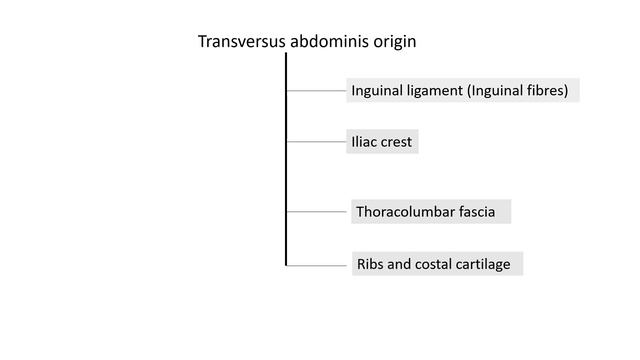 Anterior abdominal wall Internal oblique and transversus abdominis смотреть онлайн