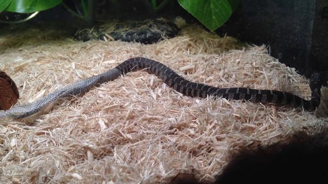 Baby northern water snake shedding it's skin смотреть онлайн