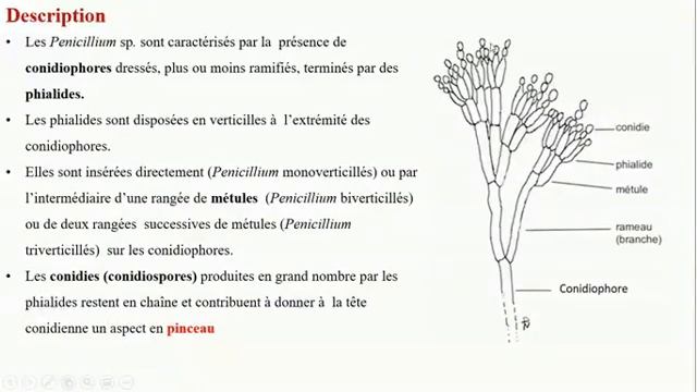 Botanique Ascomycète 1 смотреть онлайн