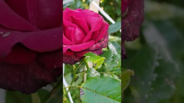 О любви,нежности,свиданиях.