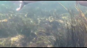 Подводный мир Азовского моря!