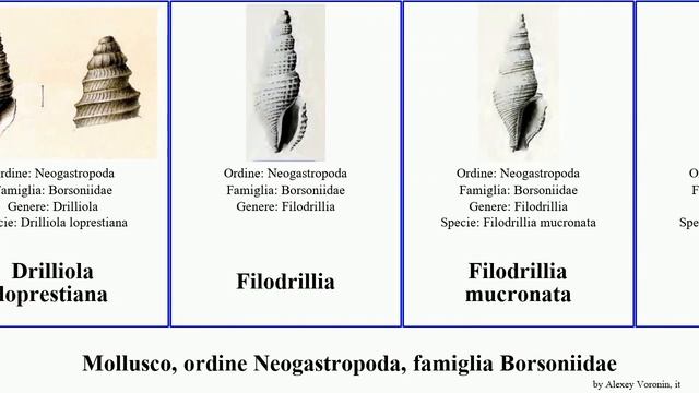 Mollusco, ordine Neogastropoda, famiglia Borsoniidae microdrillia borsonella bathytoma borsonia смотреть онлайн