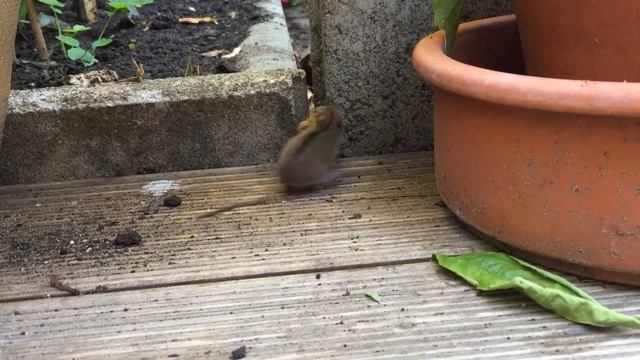 Streifenmaus versucht die Walnuss zu knacken смотреть онлайн