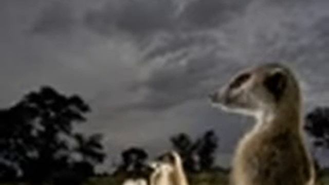 Meet The Kiwi Mob!!! смотреть онлайн