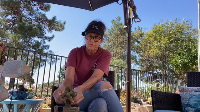 Sharing some sad news and a rebutia beheading 💔 смотреть онлайн