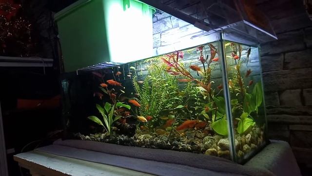 Danio zebra,black phantom tetra,rosy barb,platties,swordtail. aquascape community tank! смотреть онлайн