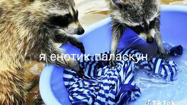 Я енотик паласкун смотреть онлайн