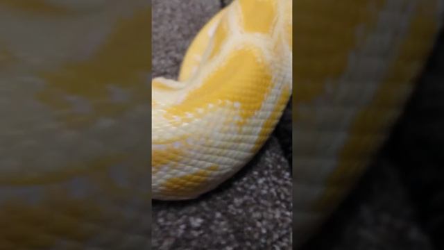 Albino Burmese Python playing in toys. Part 7 смотреть онлайн