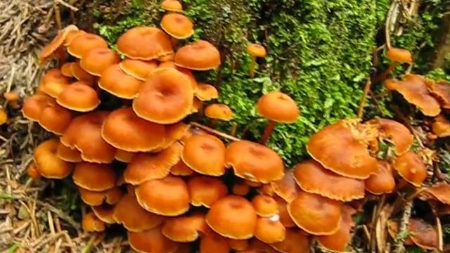 Kalichovka zvonečková - Xeromphalina campanella смотреть онлайн