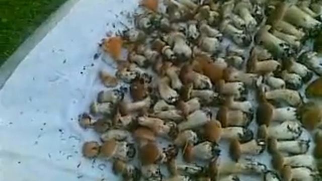 Грибной сезон, уверенно.