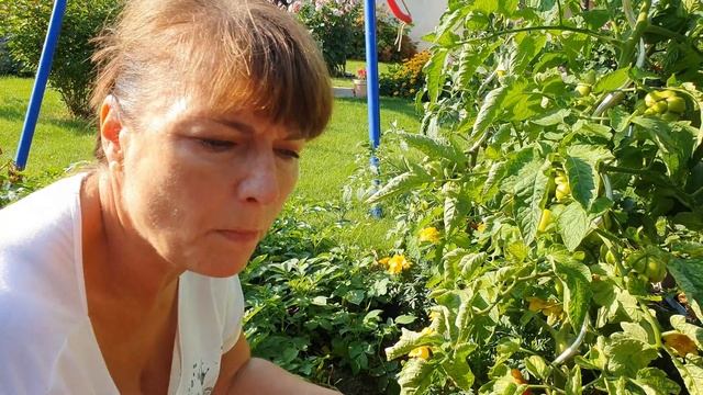 🍅 Tomaten 🍅 Wie sieht die Kraut- und Braunfäule aus?😱 смотреть онлайн