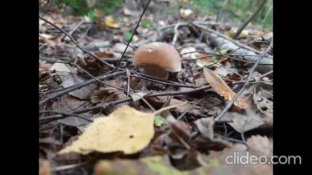 Анастасия Пчелина - Белые грибы 18 смотреть онлайн