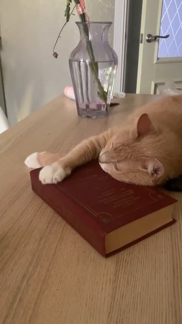 Кот читает Гоголя #cat смотреть онлайн