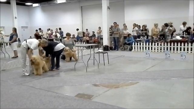 малые кобели смотреть онлайн