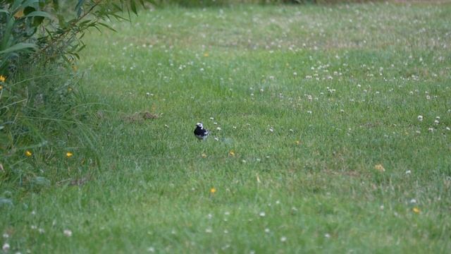 Pied wagtail juvenile wants food смотреть онлайн