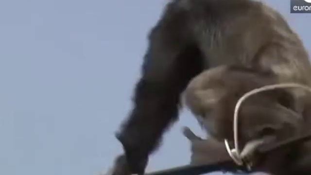 must watch Save Gorilla / Annimal chimpanzee / смотреть онлайн