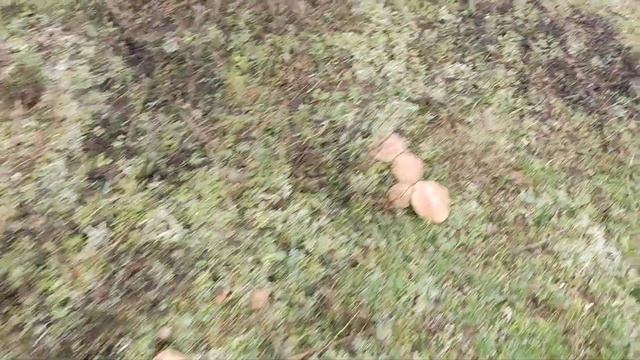 Очень много грибов! Синеножка в Крыму поперла смотреть онлайн