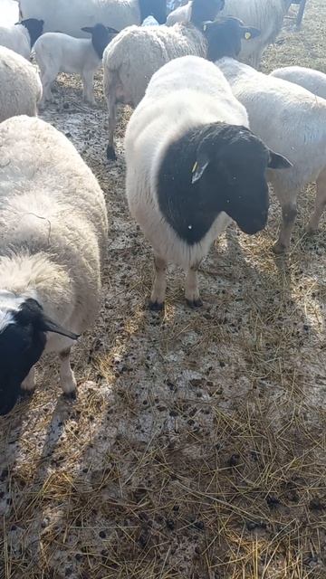 Дорпер чистопородный баран смотреть онлайн