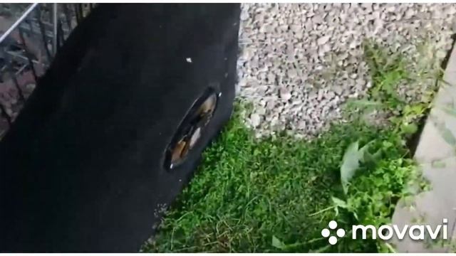 Басы  на сабе,я в деревне.