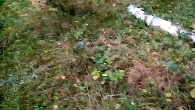 Грибные походы Опята 24 09 2023