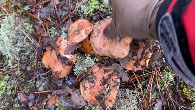 Как вам такое? Весь декабрь в Крыму собираем рыжики