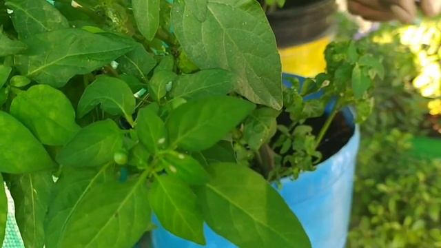 நம்ம மாடி தோட்டத்திலயே விதைகள் சேகரிப்பு.