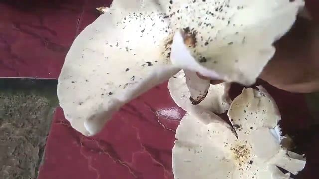Baru Kali Ini Lihat Jamur Raksasa Begini Asli Nemu dari kebun смотреть онлайн